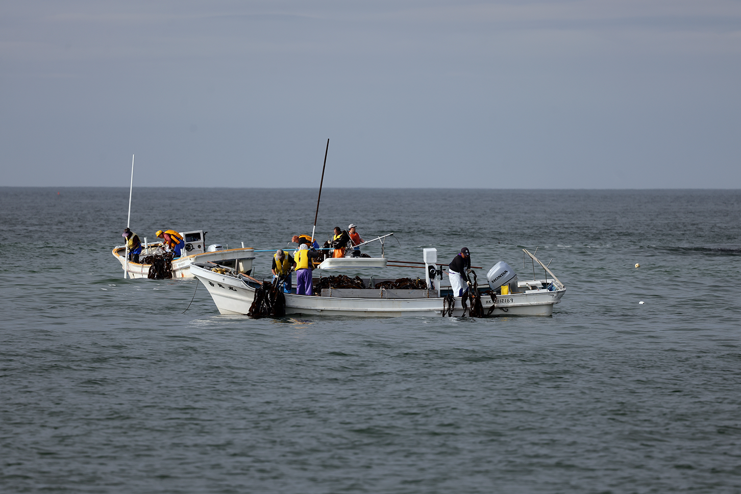 浜中町昆布漁